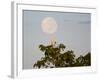 A Great Egret on a Tree Top in the Pantanal-Alex Saberi-Framed Photographic Print