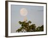 A Great Egret on a Tree Top in the Pantanal-Alex Saberi-Framed Photographic Print