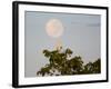 A Great Egret on a Tree Top in the Pantanal-Alex Saberi-Framed Photographic Print