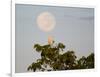 A Great Egret on a Tree Top in the Pantanal-Alex Saberi-Framed Photographic Print