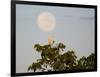 A Great Egret on a Tree Top in the Pantanal-Alex Saberi-Framed Photographic Print