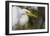 A Great Egret Stares Into The Distance. Blackwater Wildlife Refuge. Cambridge, MD-Karine Aigner-Framed Photographic Print