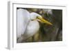 A Great Egret Stares Into The Distance. Blackwater Wildlife Refuge. Cambridge, MD-Karine Aigner-Framed Photographic Print