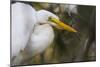 A Great Egret Stares Into The Distance. Blackwater Wildlife Refuge. Cambridge, MD-Karine Aigner-Mounted Photographic Print