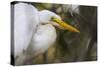 A Great Egret Stares Into The Distance. Blackwater Wildlife Refuge. Cambridge, MD-Karine Aigner-Stretched Canvas