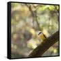 A Great Kiskadee, Pitangus Sulphuratus, Sits on a Tree Branch in Ibirapuera Park-Alex Saberi-Framed Stretched Canvas