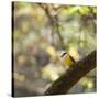 A Great Kiskadee, Pitangus Sulphuratus, Sits on a Tree Branch in Ibirapuera Park-Alex Saberi-Stretched Canvas