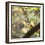 A Great Kiskadee, Pitangus Sulphuratus, Sits on a Tree Branch in Ibirapuera Park-Alex Saberi-Framed Premium Photographic Print