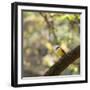 A Great Kiskadee, Pitangus Sulphuratus, Sits on a Tree Branch in Ibirapuera Park-Alex Saberi-Framed Premium Photographic Print