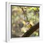 A Great Kiskadee, Pitangus Sulphuratus, Sits on a Tree Branch in Ibirapuera Park-Alex Saberi-Framed Premium Photographic Print