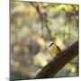 A Great Kiskadee, Pitangus Sulphuratus, Sits on a Tree Branch in Ibirapuera Park-Alex Saberi-Mounted Premium Photographic Print