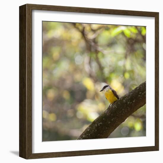 A Great Kiskadee, Pitangus Sulphuratus, Sits on a Tree Branch in Ibirapuera Park-Alex Saberi-Framed Photographic Print