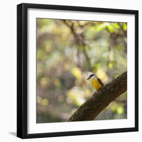 A Great Kiskadee, Pitangus Sulphuratus, Sits on a Tree Branch in Ibirapuera Park-Alex Saberi-Framed Photographic Print