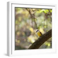 A Great Kiskadee, Pitangus Sulphuratus, Sits on a Tree Branch in Ibirapuera Park-Alex Saberi-Framed Photographic Print