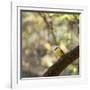 A Great Kiskadee, Pitangus Sulphuratus, Sits on a Tree Branch in Ibirapuera Park-Alex Saberi-Framed Photographic Print