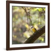 A Great Kiskadee, Pitangus Sulphuratus, Sits on a Tree Branch in Ibirapuera Park-Alex Saberi-Framed Photographic Print