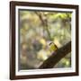 A Great Kiskadee, Pitangus Sulphuratus, Sits on a Tree Branch in Ibirapuera Park-Alex Saberi-Framed Photographic Print