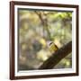 A Great Kiskadee, Pitangus Sulphuratus, Sits on a Tree Branch in Ibirapuera Park-Alex Saberi-Framed Photographic Print