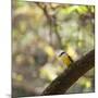 A Great Kiskadee, Pitangus Sulphuratus, Sits on a Tree Branch in Ibirapuera Park-Alex Saberi-Mounted Photographic Print