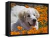 A Great Pyrenees Lying in a Field of Wild Poppy Flowers at Antelope Valley, California, USA-Zandria Muench Beraldo-Framed Stretched Canvas