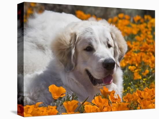 A Great Pyrenees Lying in a Field of Wild Poppy Flowers at Antelope Valley, California, USA-Zandria Muench Beraldo-Stretched Canvas