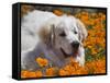 A Great Pyrenees Lying in a Field of Wild Poppy Flowers at Antelope Valley, California, USA-Zandria Muench Beraldo-Framed Stretched Canvas