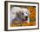 A Great Pyrenees Lying in a Field of Wild Poppy Flowers at Antelope Valley, California, USA-Zandria Muench Beraldo-Framed Premium Photographic Print