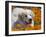 A Great Pyrenees Lying in a Field of Wild Poppy Flowers at Antelope Valley, California, USA-Zandria Muench Beraldo-Framed Premium Photographic Print