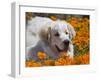 A Great Pyrenees Lying in a Field of Wild Poppy Flowers at Antelope Valley, California, USA-Zandria Muench Beraldo-Framed Premium Photographic Print