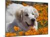 A Great Pyrenees Lying in a Field of Wild Poppy Flowers at Antelope Valley, California, USA-Zandria Muench Beraldo-Mounted Premium Photographic Print