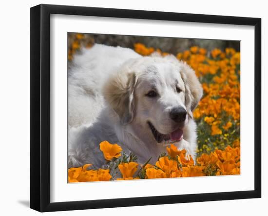 A Great Pyrenees Lying in a Field of Wild Poppy Flowers at Antelope Valley, California, USA-Zandria Muench Beraldo-Framed Photographic Print