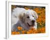 A Great Pyrenees Lying in a Field of Wild Poppy Flowers at Antelope Valley, California, USA-Zandria Muench Beraldo-Framed Photographic Print