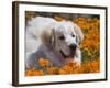 A Great Pyrenees Lying in a Field of Wild Poppy Flowers at Antelope Valley, California, USA-Zandria Muench Beraldo-Framed Photographic Print