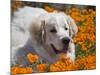 A Great Pyrenees Lying in a Field of Wild Poppy Flowers at Antelope Valley, California, USA-Zandria Muench Beraldo-Mounted Photographic Print