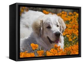 A Great Pyrenees Lying in a Field of Wild Poppy Flowers at Antelope Valley, California, USA-Zandria Muench Beraldo-Framed Stretched Canvas