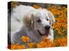 A Great Pyrenees Lying in a Field of Wild Poppy Flowers at Antelope Valley, California, USA-Zandria Muench Beraldo-Stretched Canvas