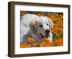 A Great Pyrenees Lying in a Field of Wild Poppy Flowers at Antelope Valley, California, USA-Zandria Muench Beraldo-Framed Photographic Print