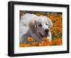 A Great Pyrenees Lying in a Field of Wild Poppy Flowers at Antelope Valley, California, USA-Zandria Muench Beraldo-Framed Photographic Print