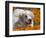 A Great Pyrenees Lying in a Field of Wild Poppy Flowers at Antelope Valley, California, USA-Zandria Muench Beraldo-Framed Photographic Print