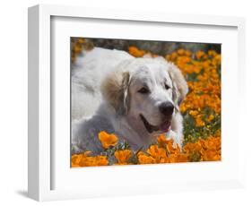 A Great Pyrenees Lying in a Field of Wild Poppy Flowers at Antelope Valley, California, USA-Zandria Muench Beraldo-Framed Photographic Print