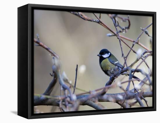 A Great Tit Rests on a Branch Amid Twigs in Richmond Park-Alex Saberi-Framed Stretched Canvas