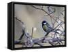 A Great Tit Rests on a Branch Amid Twigs in Richmond Park-Alex Saberi-Framed Stretched Canvas