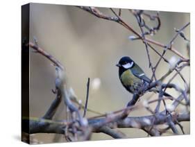 A Great Tit Rests on a Branch Amid Twigs in Richmond Park-Alex Saberi-Stretched Canvas