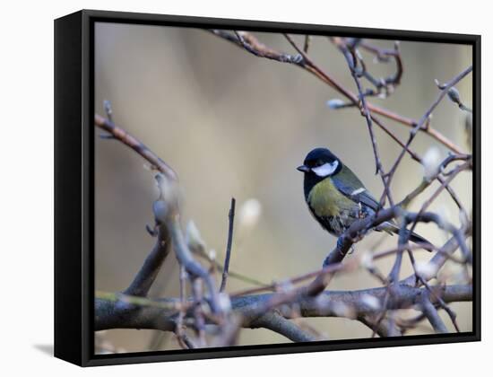 A Great Tit Rests on a Branch Amid Twigs in Richmond Park-Alex Saberi-Framed Stretched Canvas