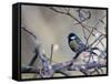A Great Tit Rests on a Branch Amid Twigs in Richmond Park-Alex Saberi-Framed Stretched Canvas
