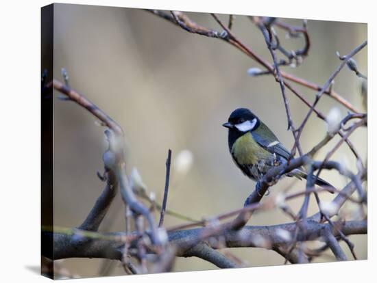 A Great Tit Rests on a Branch Amid Twigs in Richmond Park-Alex Saberi-Stretched Canvas