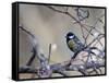 A Great Tit Rests on a Branch Amid Twigs in Richmond Park-Alex Saberi-Framed Stretched Canvas