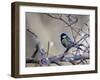 A Great Tit Rests on a Branch Amid Twigs in Richmond Park-Alex Saberi-Framed Premium Photographic Print