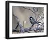 A Great Tit Rests on a Branch Amid Twigs in Richmond Park-Alex Saberi-Framed Premium Photographic Print