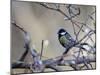 A Great Tit Rests on a Branch Amid Twigs in Richmond Park-Alex Saberi-Mounted Premium Photographic Print